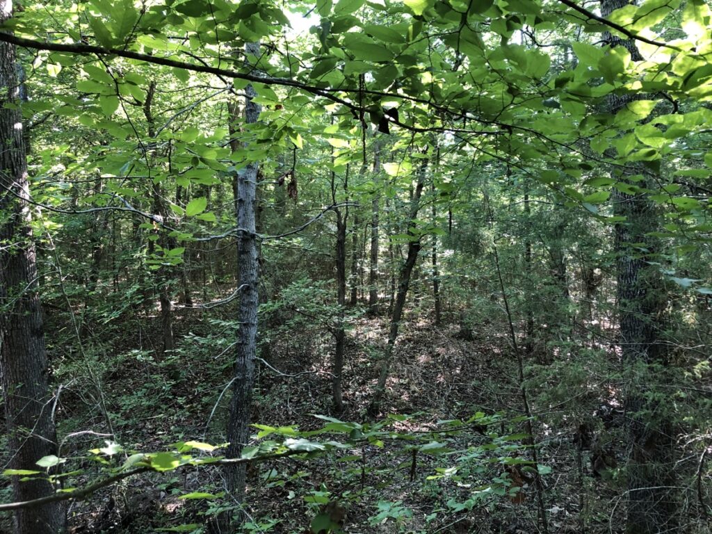 Property photo for land for sale in Cherokee County Texas