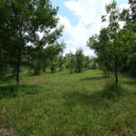 Property photo for land for sale in Decatur County Tennessee