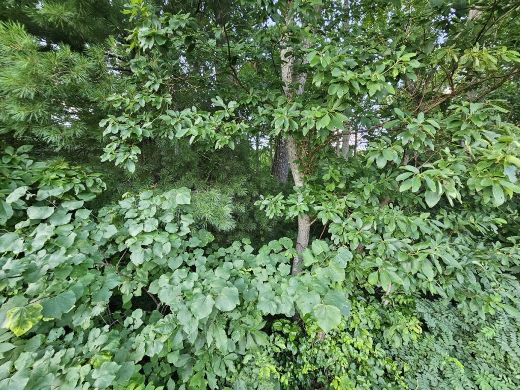 Property photo for land for sale in Washington County Virginia