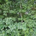Property photo for land for sale in Washington County Virginia