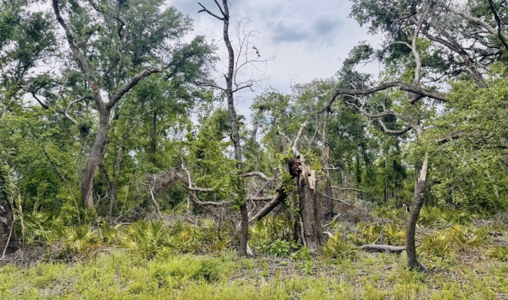 Property photo for land for sale in Hamilton County Florida