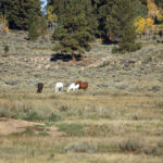 Property photo for land for sale in Mesa County Colorado