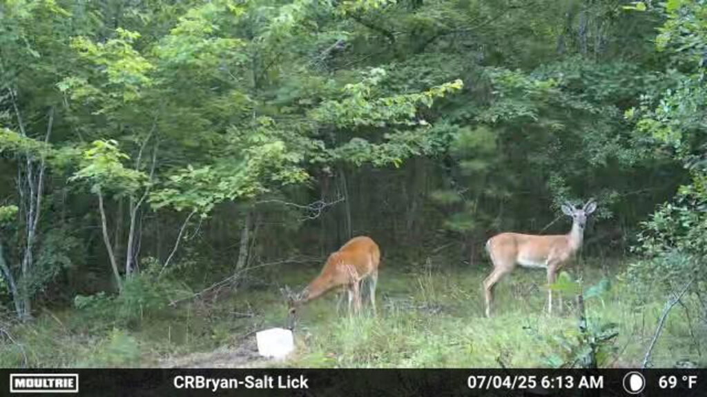 Property photo for land for sale in Stone County Arkansas