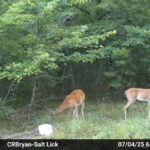 Property photo for land for sale in Stone County Arkansas