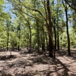 Property photo for land for sale in Suwannee County Florida