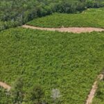 Property photo for land for sale in Amite County Mississippi