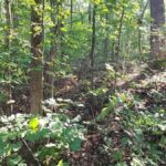 Property photo for land for sale in Ripley County Missouri