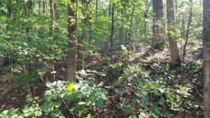 Property photo for land for sale in Ripley County Missouri