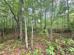 Property photo for land for sale in Cumberland County Tennessee