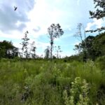 Property photo for land for sale in Itawamba County Mississippi