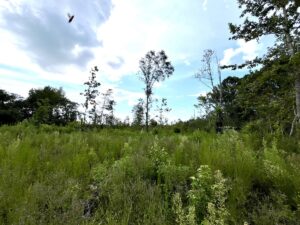 Property photo for land for sale in Itawamba County Mississippi