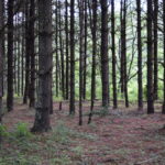 Property photo for land for sale in Floyd County Virginia