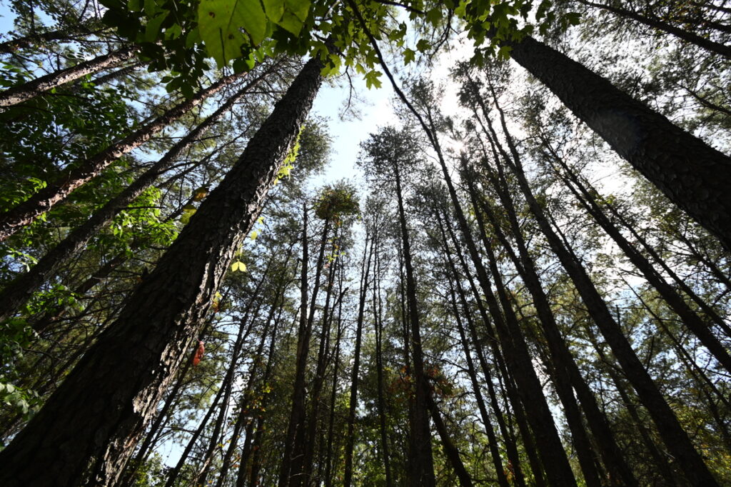 Property photo for land for sale in Wayne County Tennessee