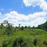 Property photo for land for sale in Pike County Mississippi
