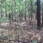 Property photo for land for sale in Covington County Alabama