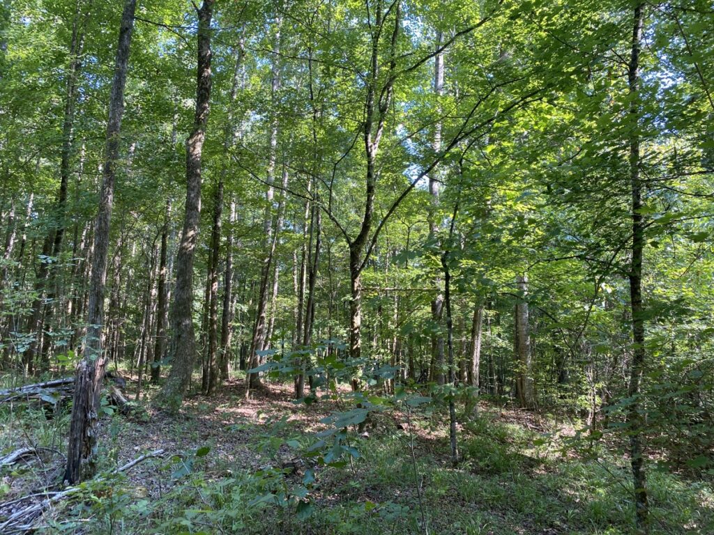Property photo for land for sale in McNairy County Tennessee