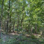 Property photo for land for sale in McNairy County Tennessee