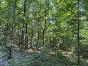 Property photo for land for sale in McNairy County Tennessee