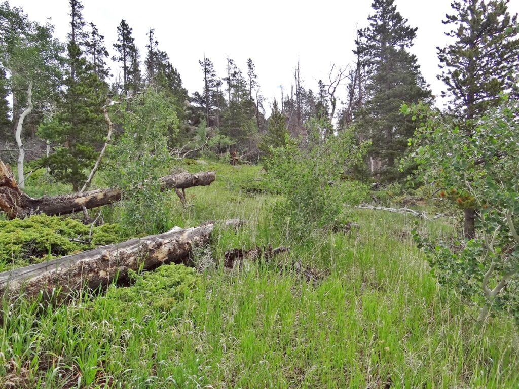 Property photo for land for sale in Larimer County Colorado