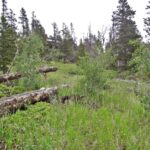 Property photo for land for sale in Larimer County Colorado