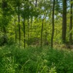Property photo for land for sale in Suwannee County Florida