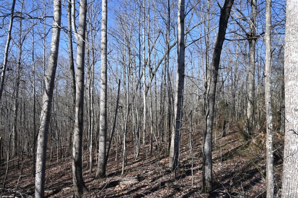Property photo for land for sale in Perry County Tennessee