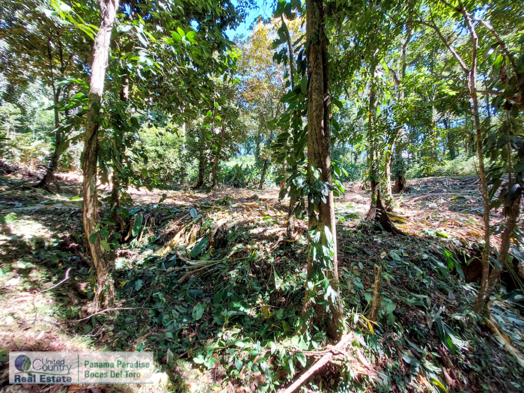 Property photo for land for sale in County Panama