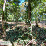 Property photo for land for sale in  County Panama
