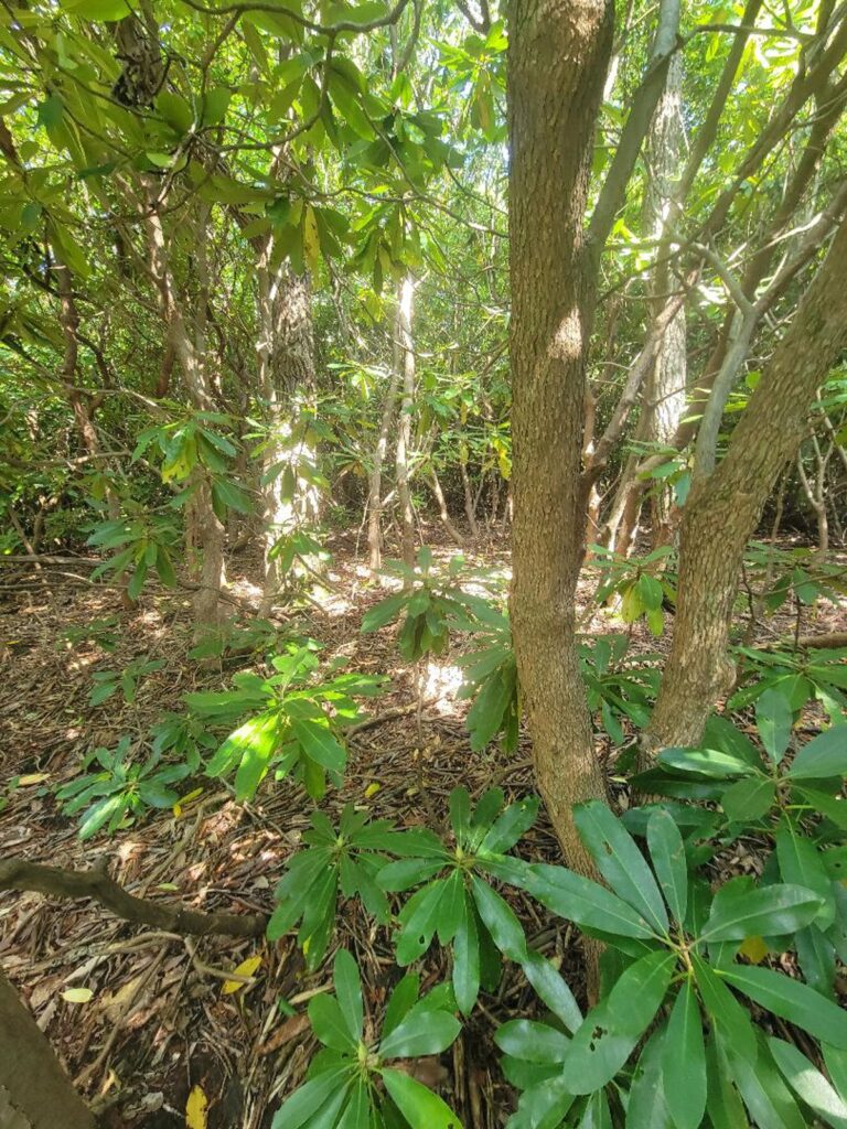 Property photo for land for sale in Patrick County Virginia