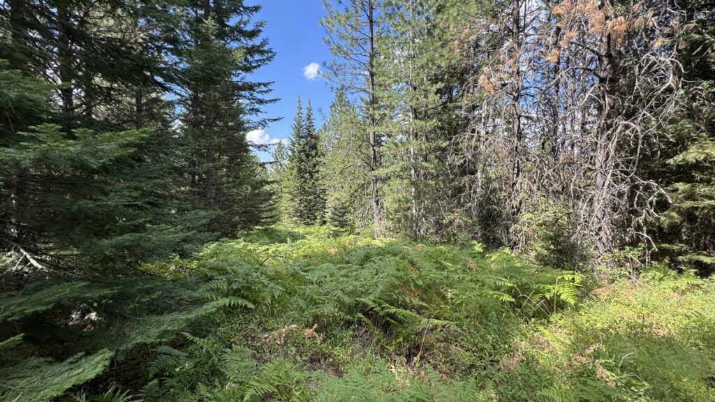 Property photo for land for sale in Clearwater County Idaho