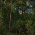 Property photo for land for sale in Dixie County Florida