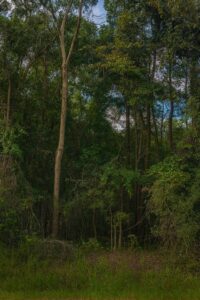 Property photo for land for sale in Dixie County Florida