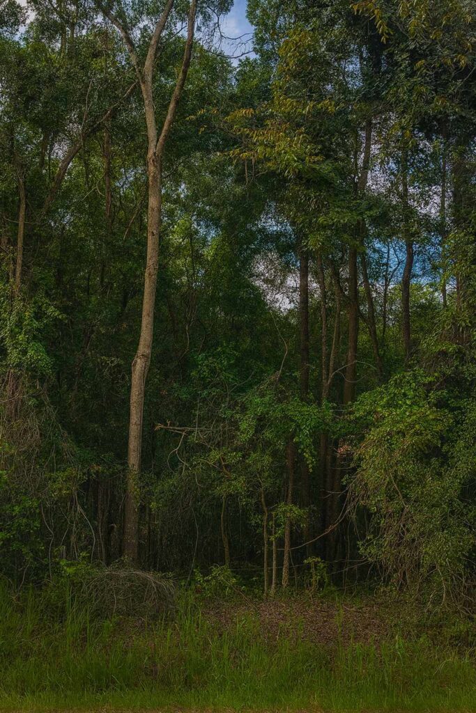 Property photo for land for sale in Dixie County Florida