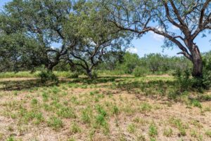 Property photo for land for sale in Bee County Texas