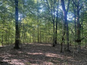 Property photo for land for sale in Hardin County Tennessee