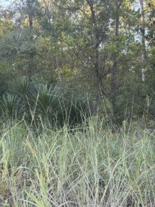 Property photo for land for sale in Gilchrist County Florida