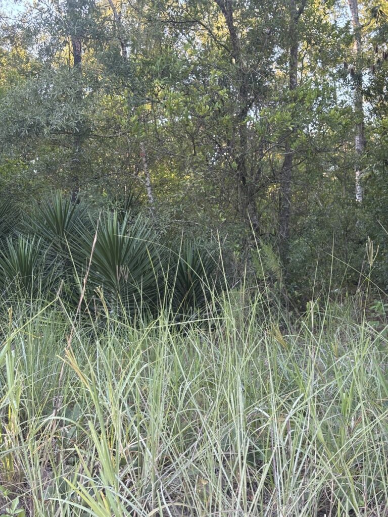 Property photo for land for sale in Gilchrist County Florida