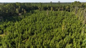 Property photo for land for sale in Union County Louisiana