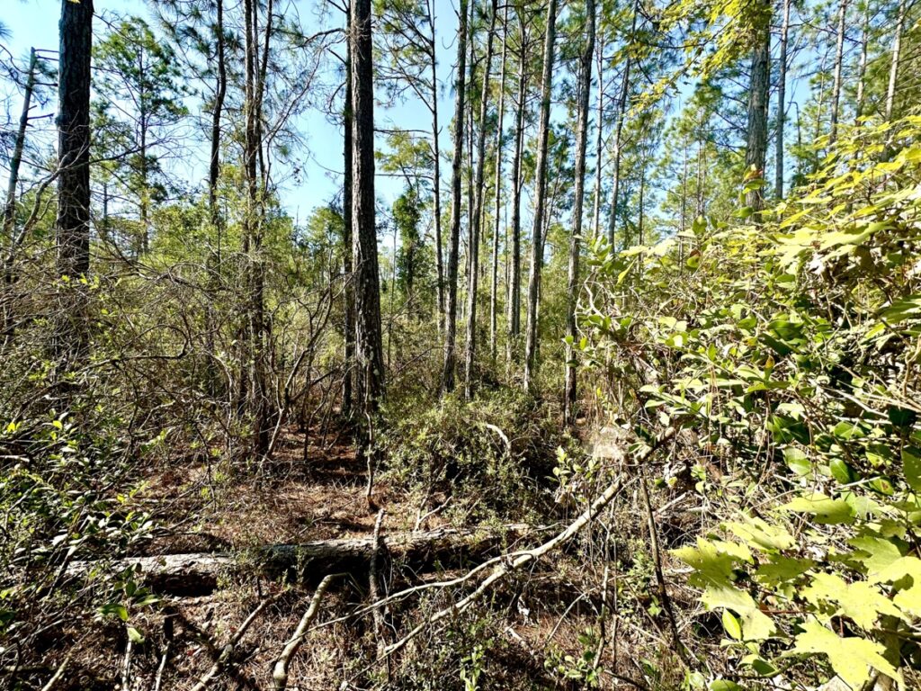 Property photo for land for sale in Lafayette County Florida