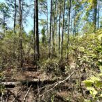 Property photo for land for sale in Lafayette County Florida