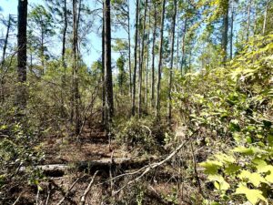 Property photo for land for sale in Lafayette County Florida