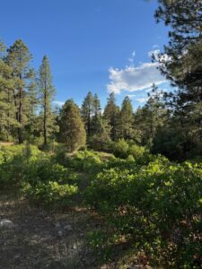 Property photo for land for sale in Rio Arriba County New Mexico