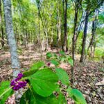 Property photo for land for sale in Prentiss County Mississippi