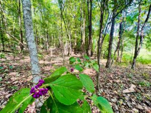 Property photo for land for sale in Prentiss County Mississippi