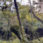 Property photo for land for sale in Hamilton County Florida