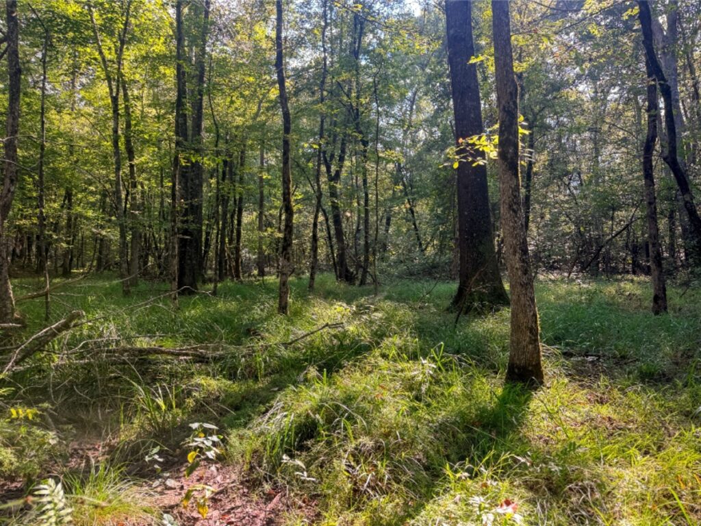Property photo for land for sale in Lincoln County Louisiana