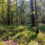 Property photo for land for sale in Lincoln County Louisiana