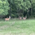 Property photo for land for sale in Cass County Missouri