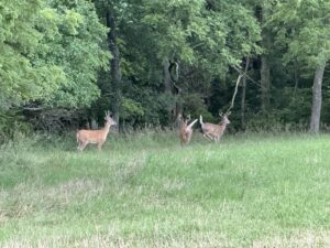 Property photo for land for sale in Cass County Missouri