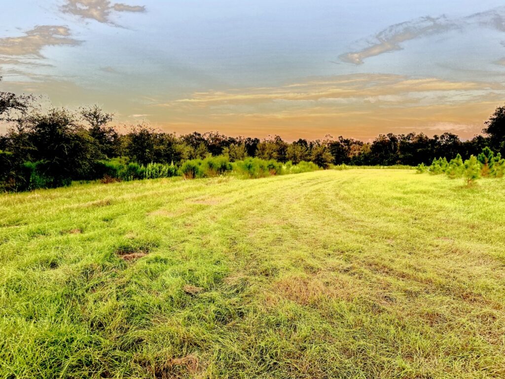 Property photo for land for sale in Lafayette County Florida